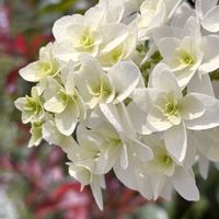 カシワバアジサイ,カナメモチ,おひさまの画像