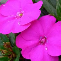 サンパチェンス,ゴデチア,鉢植え,地植え,ガーデニングの画像