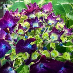 ガーデニング,シェードガーデン,紫陽花 アジサイ あじさい,おうち園芸の画像