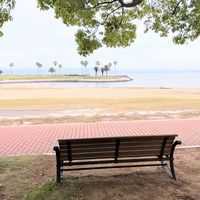 クスノキ,ワシントンヤシ,ちょっと休憩,火曜ベンチ,田ノ浦ビーチの画像