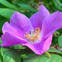 ハマナス,ハマナス,ピンク,癒し,ピンクの花の画像