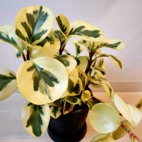 ペペロミア,ペペロミア オブツシフォリア,観葉植物,部屋の画像