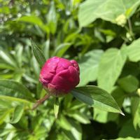 シャクヤク,ツバキ,植中毒,植物は癒し,庭の画像