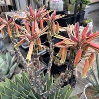 アロエ,ポリフィラ,アロエポリフィラ,アロエ  ポリフィラ,多肉植物の画像