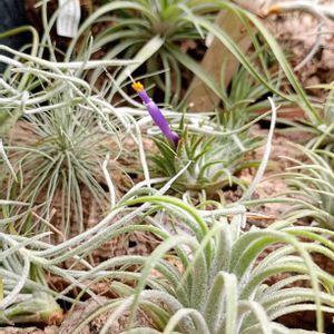 エアプランツ,観葉植物,100均,エアープランツ/チランジア,LEDライトの画像