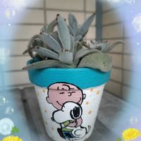 ハオルチア,月兎耳,GSの繋がりに感謝♡,バラと夢CLUB,ミルさんのリメ鉢の画像
