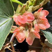 ベゴニア,温室,京都府立植物園,ベゴニア展,ジャングル室の画像