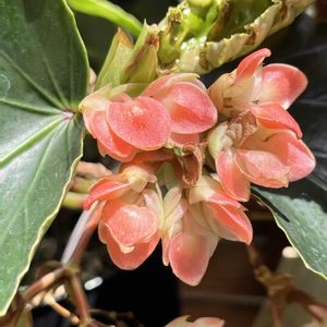 ベゴニア,温室,京都府立植物園,ベゴニア展,ジャングル室の画像