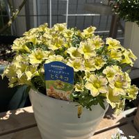 サフィニア,ガーデニング,花のある暮らし,花が好き,ガーデニング大好きの画像