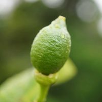 レモン,レモンの実,広葉樹,果実,ミカン科の画像