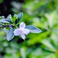 ハクチョウゲ,はくちょうげ(白丁花),お花の画像