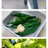 インゲン,インゲン,パンダ菜豆,パンダ菜豆,パンダ菜豆の画像