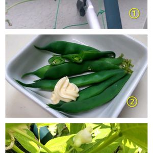 インゲン,インゲン,パンダ菜豆,パンダ菜豆,パンダ菜豆の画像