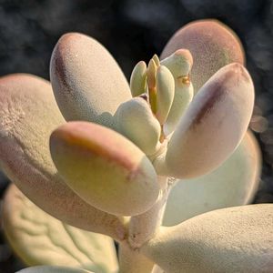 だるま福娘,多肉植物,珍奇植物,my succulent,美しい...の画像