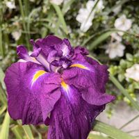 ビワ,花菖蒲の画像