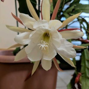 月下美人　げっかびじん,月下美人　げっかびじん,花壇,月下美人。,月下美人。の画像