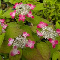 花のある暮らし,今日のお花,花いろいろ,おうち園芸,棚の画像
