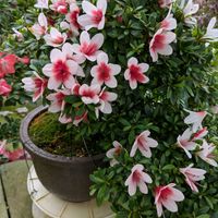 花のある暮らし,今日のお花,花いろいろ,おうち園芸,棚の画像