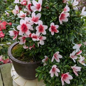 花のある暮らし,今日のお花,花いろいろ,おうち園芸,棚の画像
