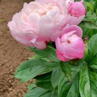 シャクヤク,芍薬,山野草,綺麗な色♡,多年草の画像