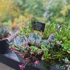 種からサボテン,柱サボテン,多肉植物,育てやすい多肉植物,普及種の画像