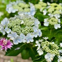 ハイドランジア,ガクアジサイ,水凪鳥,ガーデニング,紫陽花 アジサイ あじさいの画像