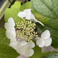 クジャクサボテン,月下美人,山紫陽花　紅,山紫陽花　紅,山紫陽花　紅の画像