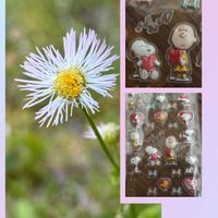 アヤメ,ウツギ,マーガレット,ハルジオン,花のある暮らしの画像