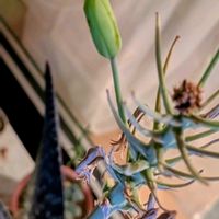 アロエ,多肉植物,観葉植物の画像