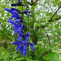 ブルースター,サルビア・ガラニチカ,三尺 バーベナ,庭の花,こぼれ種の画像