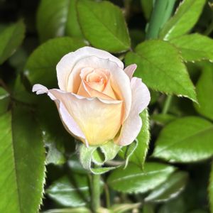 GD ルイーズ,一輪,ばら バラ 薔薇,お花は癒し,ベランダの画像