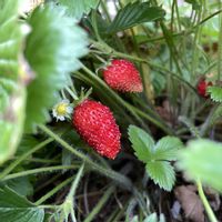 ワイルドストロベリー,花のある暮らし,家庭菜園の画像