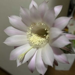 サボテン,自己流ガーデニング,玄関アプローチの画像