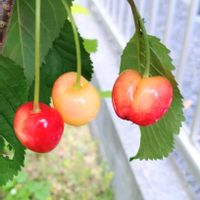 サクランボ,さくらんぼ,さくらんぼ(ナポレオン),鉢植え,果物の画像