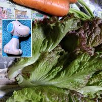 人参,サニーレタス,プランター栽培,人参の栽培,サニーレタスの栽培の画像