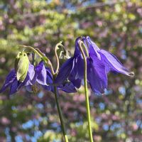 オダマキ,サクラ,西洋オダマキ,さくら サクラ 桜,クシロヤエの画像