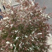 メラレウカ,メラレウカ,お花のある暮らし,ポリネーターの画像