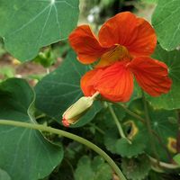 キンレンカ,キンレンカ,無農薬野菜,家庭菜園,畑の画像