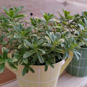キリンソウ,アロマティカス,キリンソウレモンライム,多肉植物,ハーブの画像