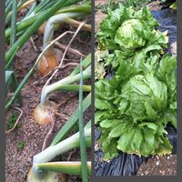 レタス,タマネギ,多肉植物,多肉初心者,ばぁばの花の画像
