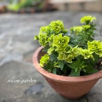 カモミール,ニゲラ,バーバスカム,ガーデニング,NO GREEN  NO LIFEの画像