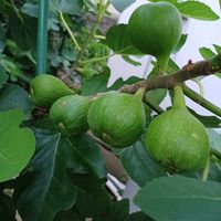 ウメ,ミニバラ,イチジク,台風接近の画像