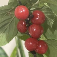 ユスラウメの画像