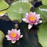 アヤメ,アヤメ,カキツバタ,スイレン,キショウブの画像