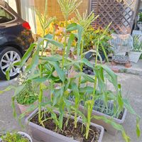 とうもろこし,トウモロコシ,プランター野菜,種まきっ子,種からの画像