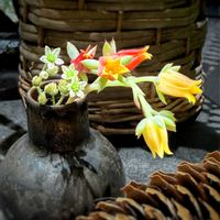 ウンベラータ,多肉植物,観葉植物,セダム属,エケベリア属の画像