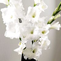 グラジオラス,可愛い,庭の花,癒し,花のある暮らしの画像