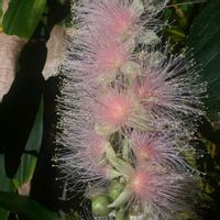 サガリバナの画像