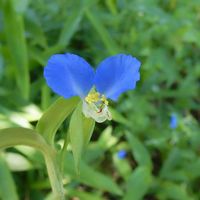 ツユクサ,露草,野草,青い花,花の写真の画像
