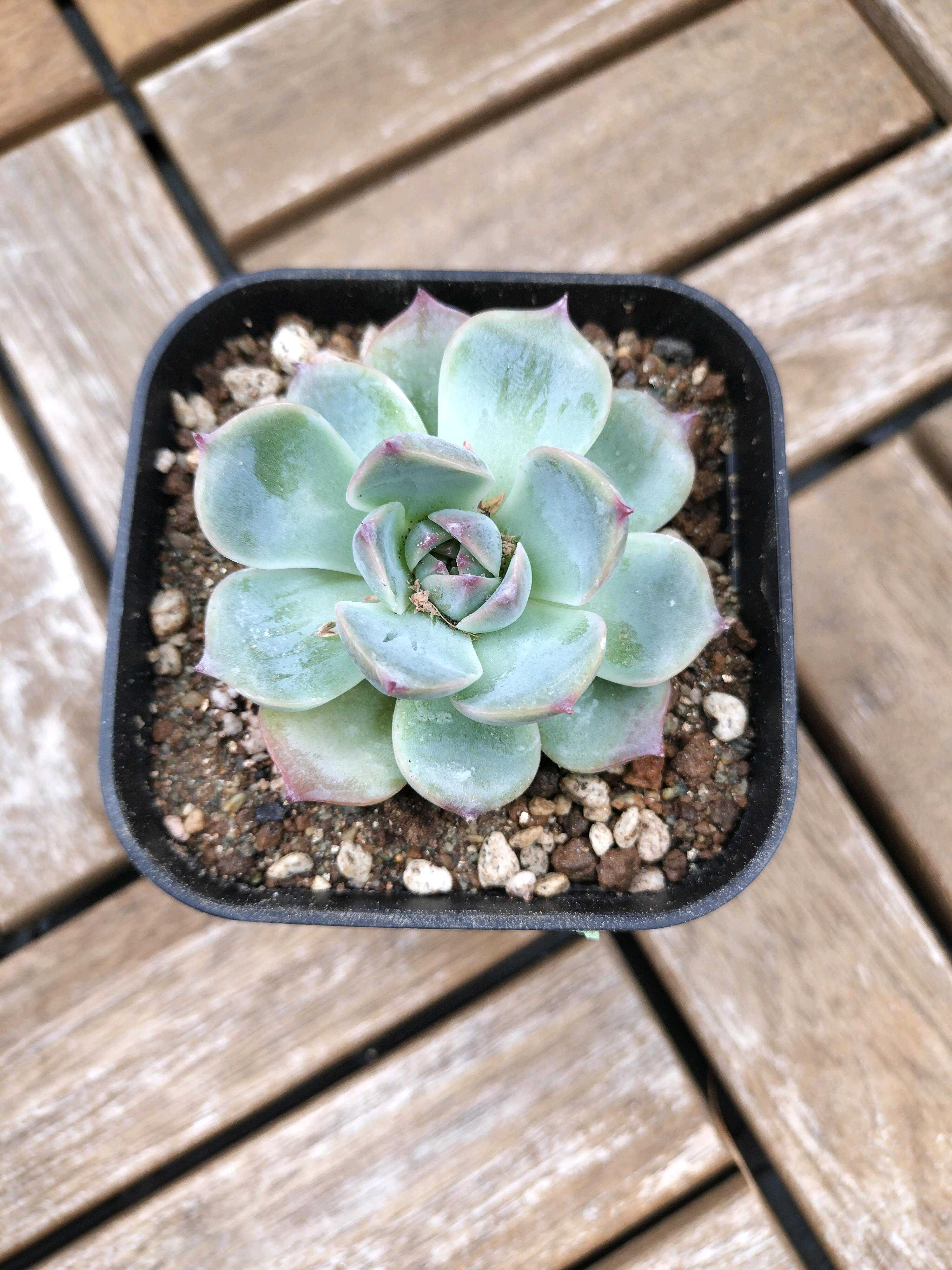 多肉植物☆アルブカ フミリス開花苗☆花はバニラの香り☆耐寒性多年草